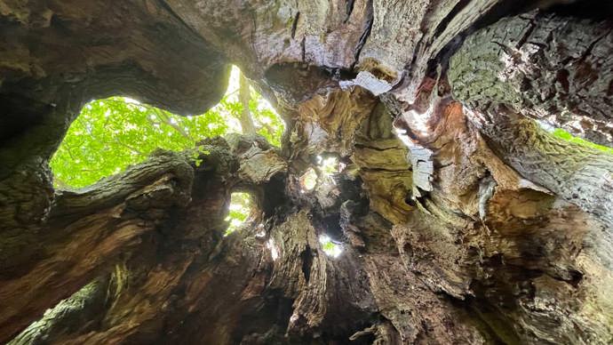 Sun shining through openings in a hollow tree trunk