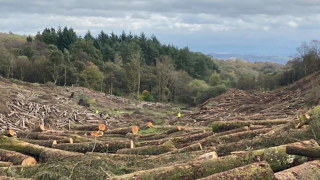 Felled larch trees littering a hillside with mixed woodland in background.