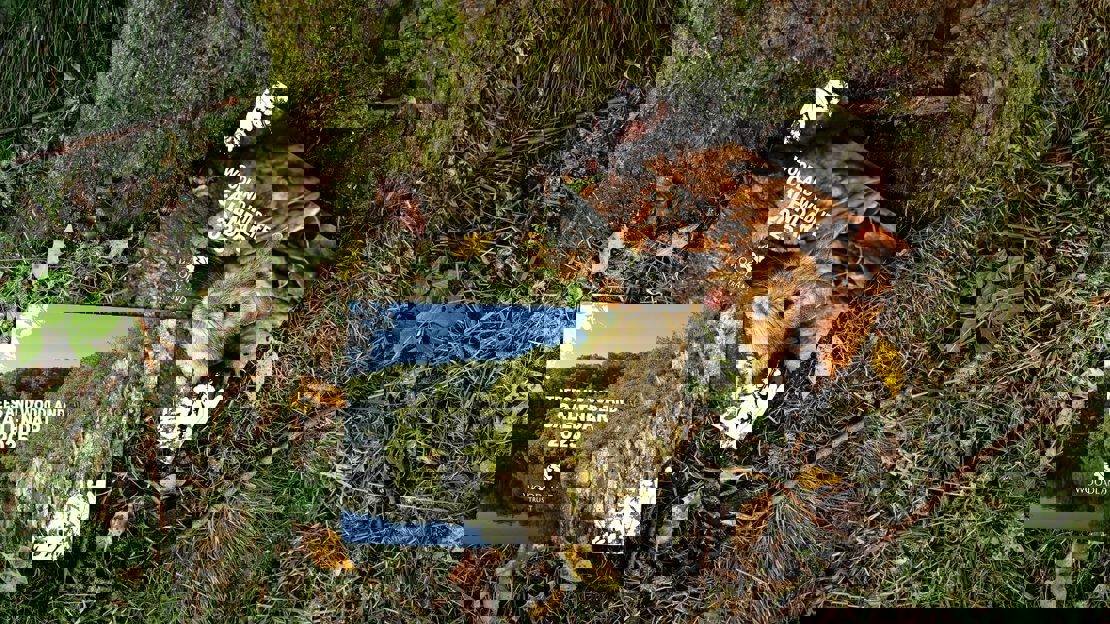 Two nature calendars laid at the foot of a tree trunk