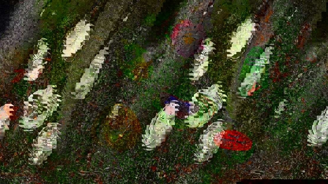 Six pocket ID guides with colourful pictures arranged at the foot of a moss-covered tree
