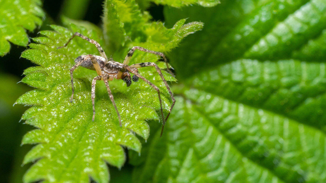A buzzing spider standing on a stinging nettle leaf