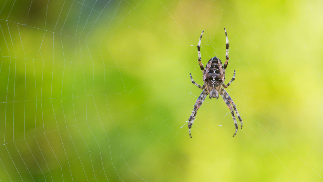 A garden spider sitting in the middle of a large web against a green, leafy backdrop