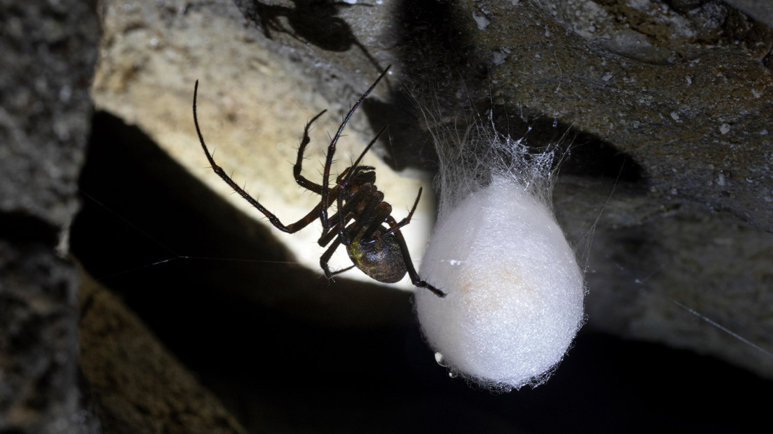 A black spider and her teardrop-shaped egg sac hanging from the roof of a dark cave