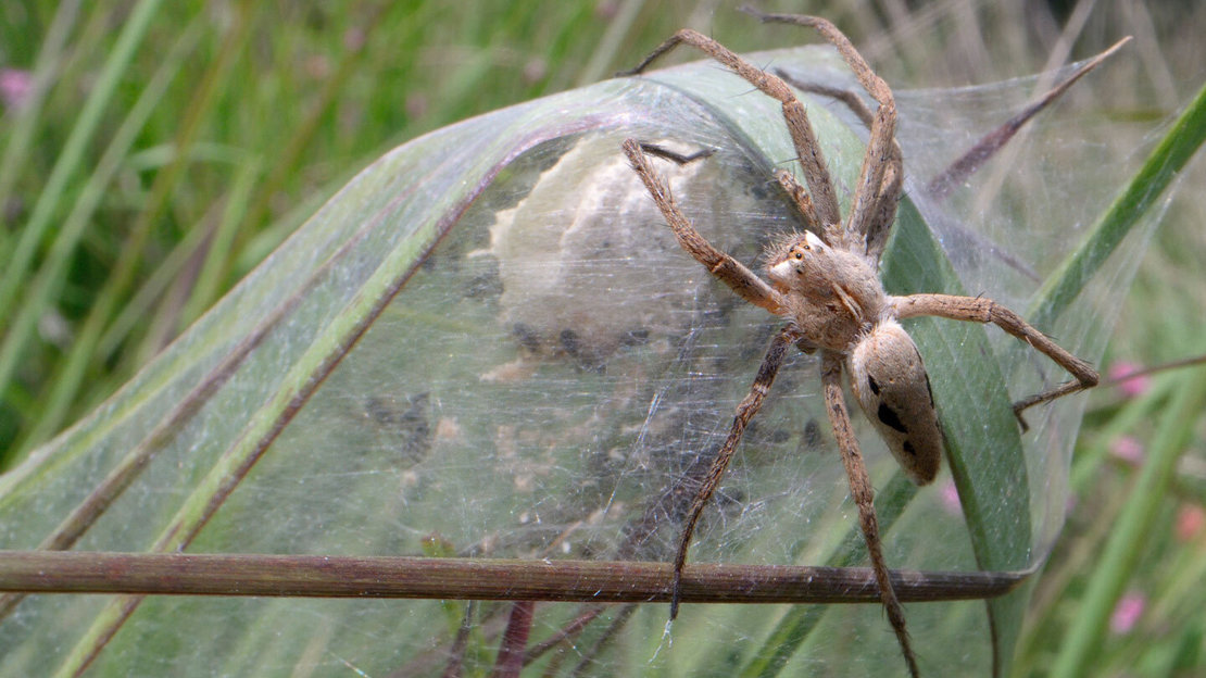A pale brown nursery web spider standing on her silken web, which is filled with tiny spiderlings