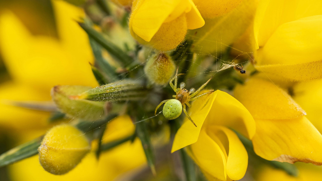 A bright green cucumber spider resting on yellow gorse petals