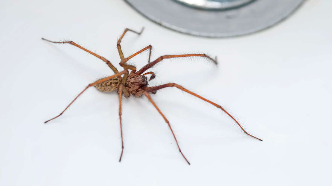A giant house spider standing in a white bathtub next to the plughole