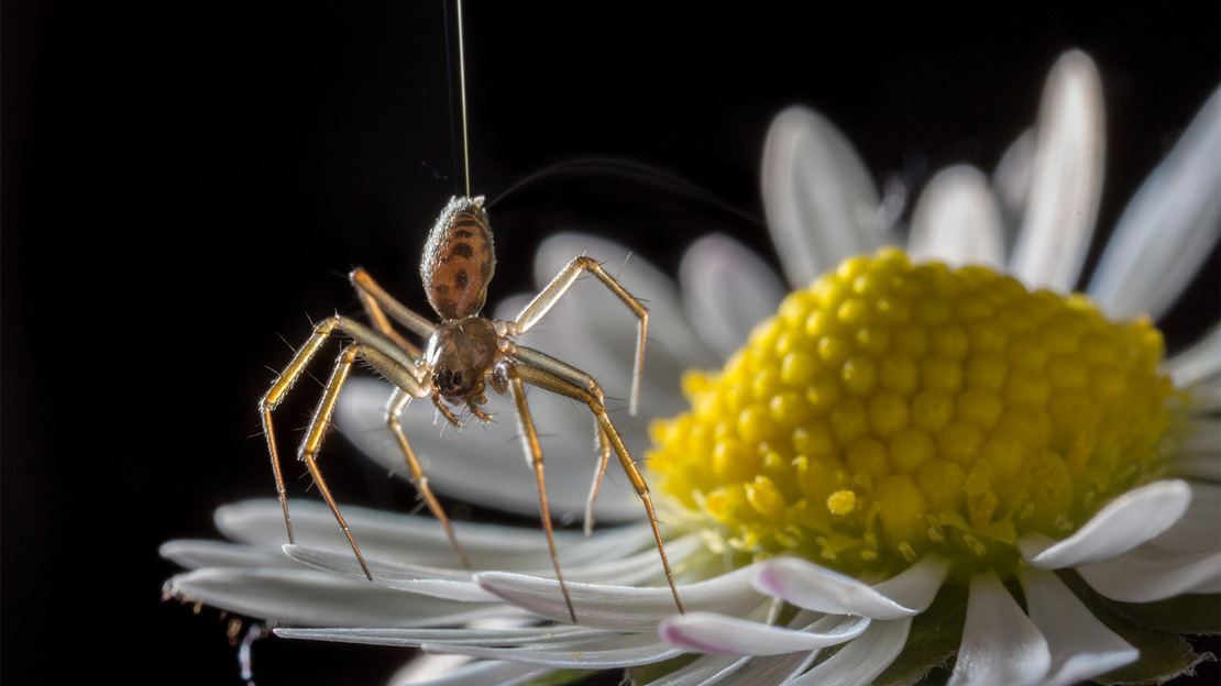A tiny money spider standing on tiptoes on a daisy petal as it sends silk up into the air