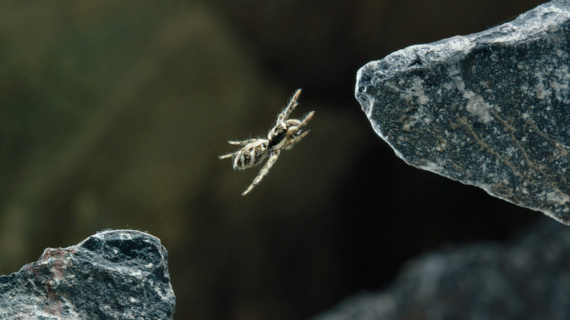 A tiny zebra jumping spider leaping between two large rocks