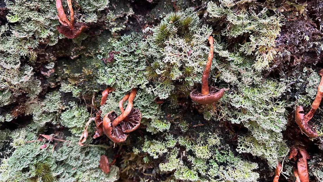 Lichen and mushrooms clinging to tree bark.
