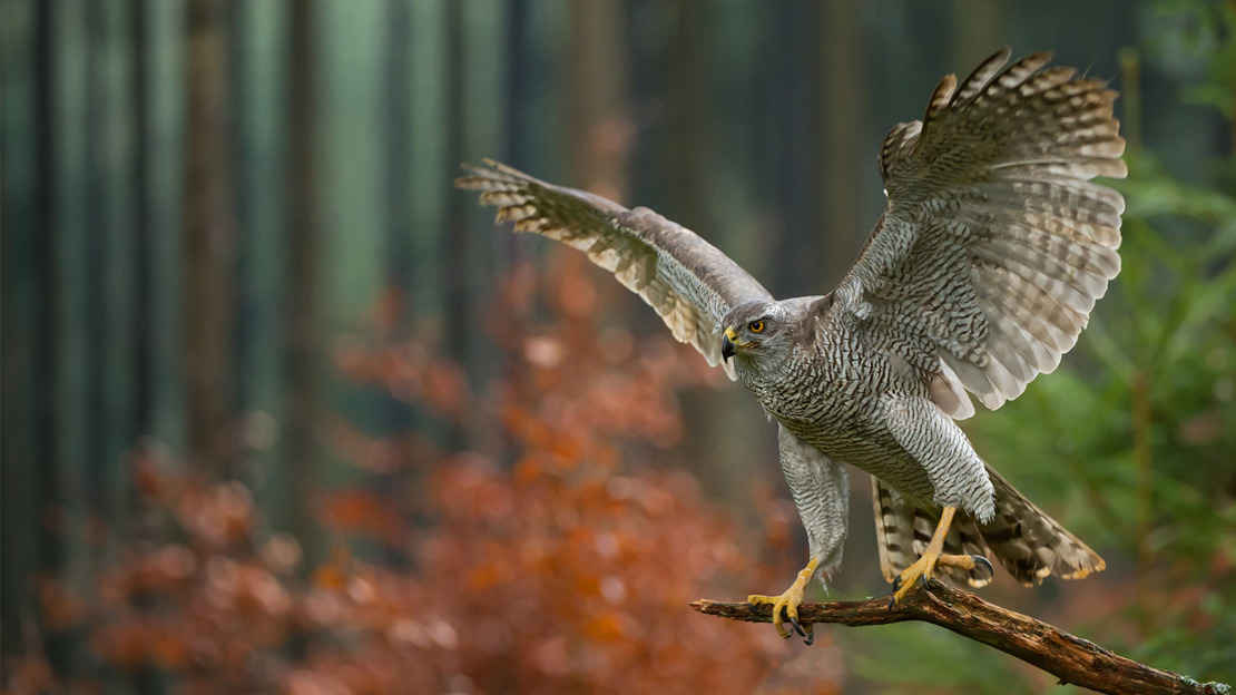 Goshawk with outstretched wings