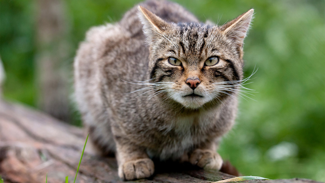 Scottish wildcat on a log