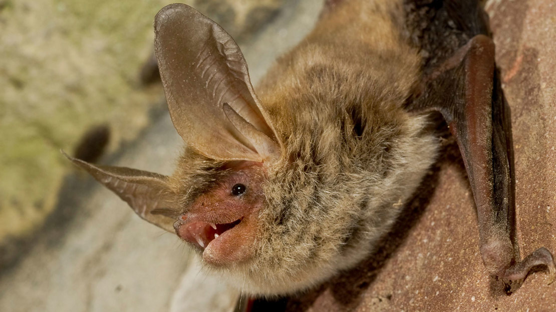 Bechstein's Bat on a brick wall