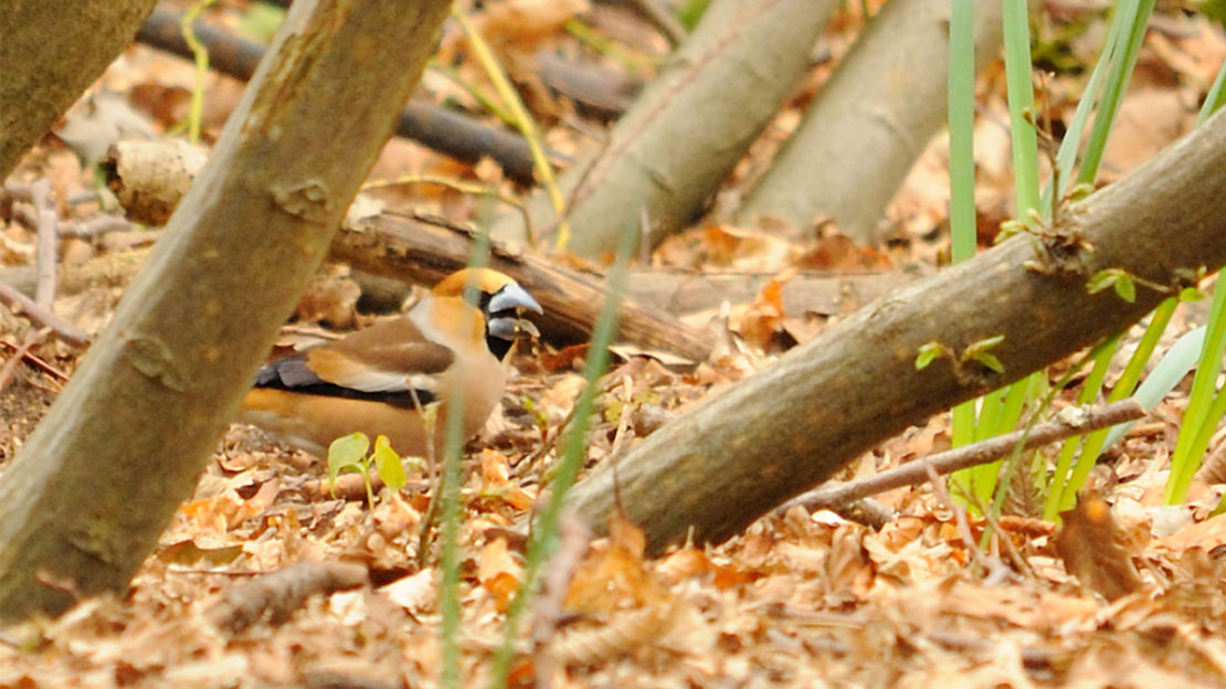 Hawfinch on the ground amongst fallen leaves