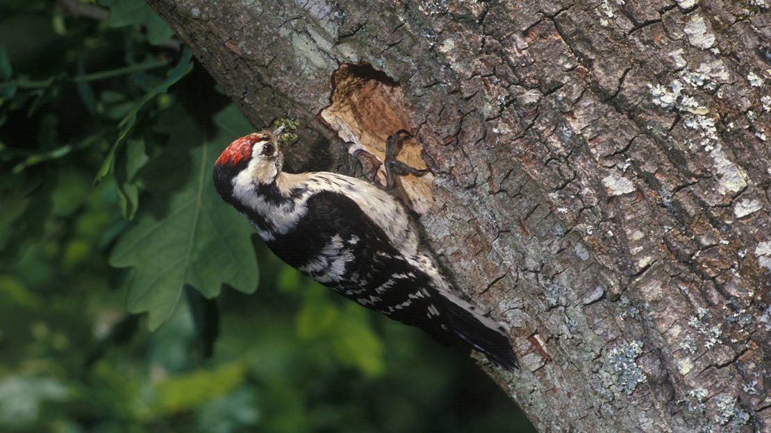 Lesser spotted woodpecker pecking on a tree trunk