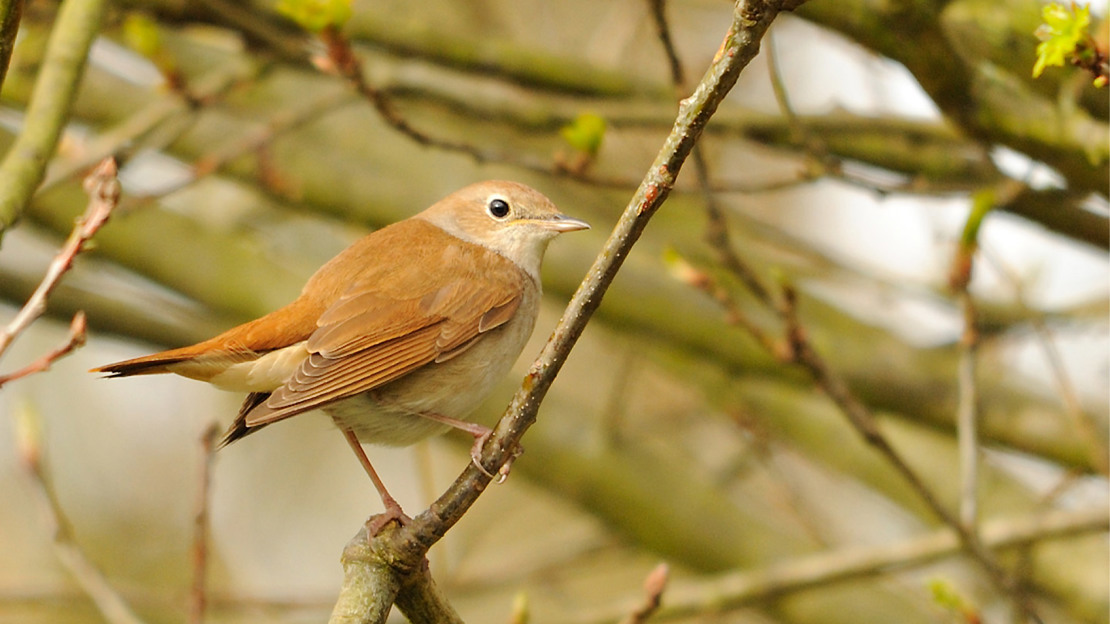 Nightingale perched on a branch