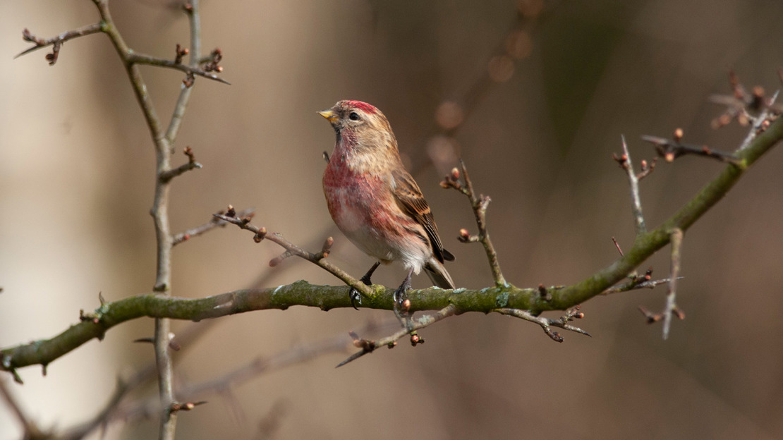 Lesser  Redpoll perched on a branch