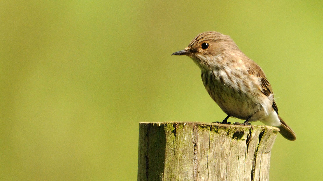 Spotted Flycatcher perched on a post