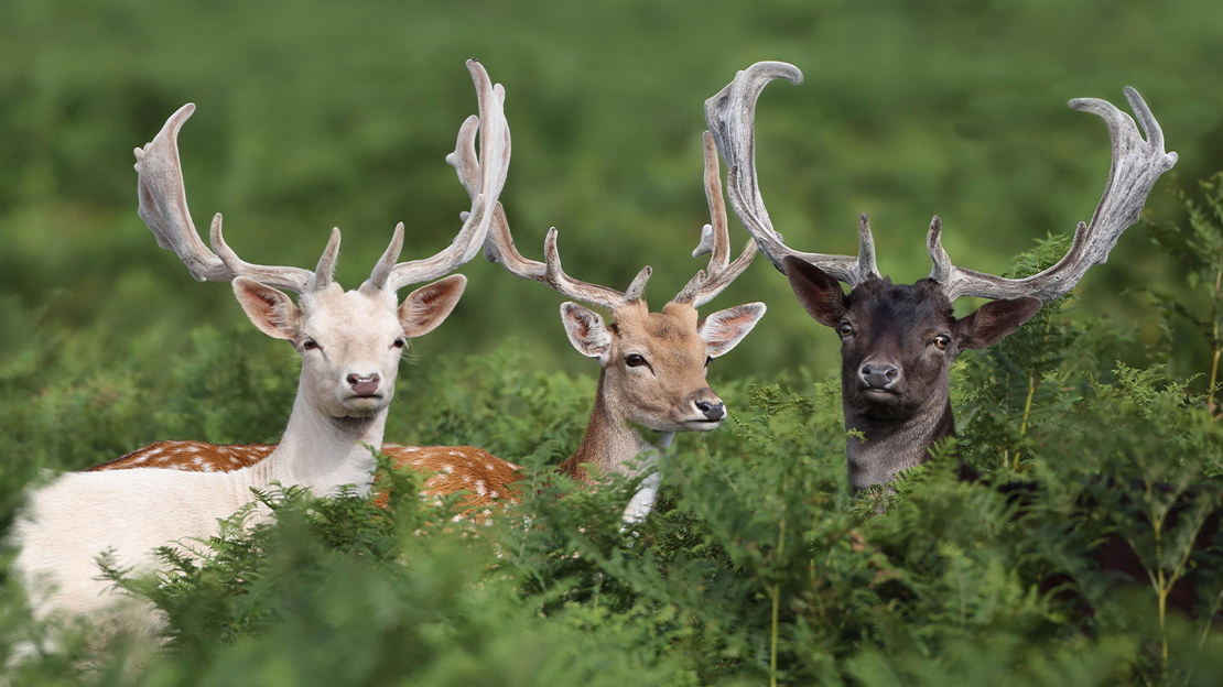 Fallow Deer White And Dark Forms