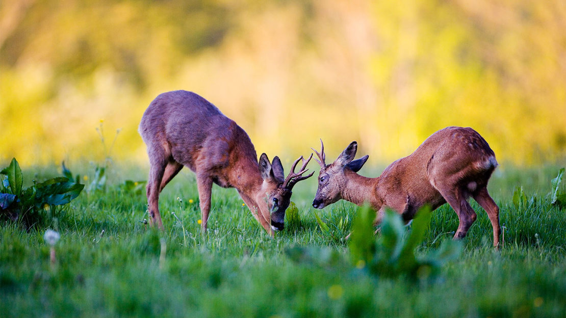 Roe Deer stags fighting