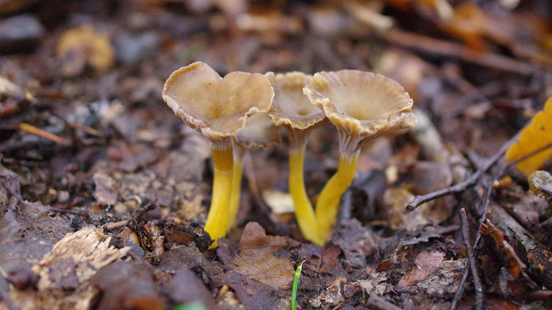 Three small trumpet chanterelle mushrooms growing in leaf litter.