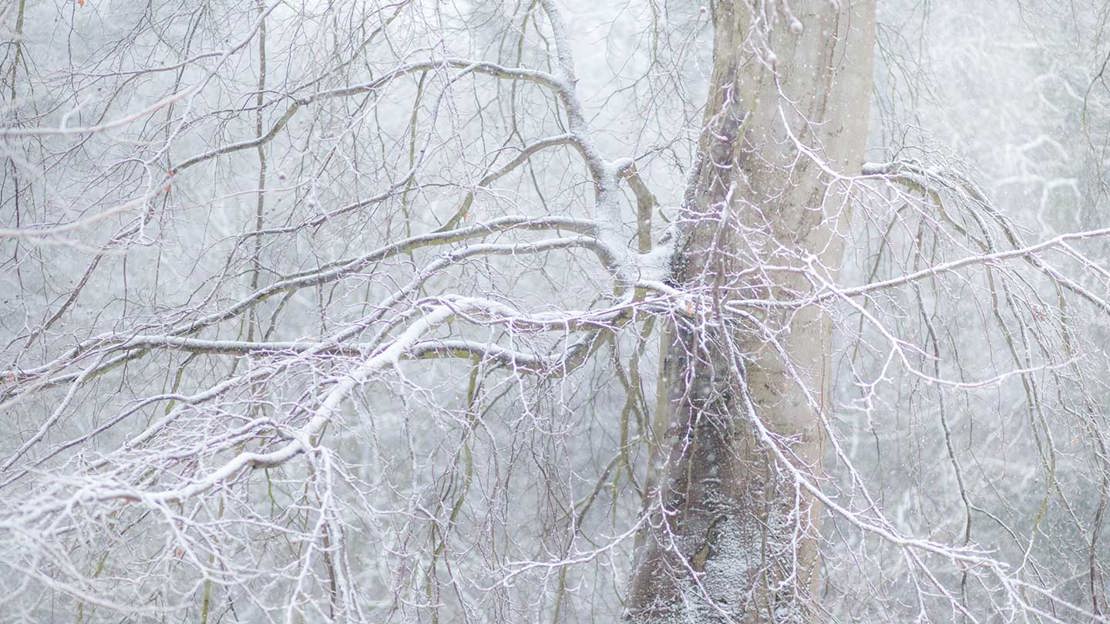 Hundreds of twisting tree branches spreading out towards camera, covered in pure white frost