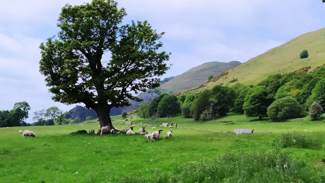 Lone tree in field with sheep.