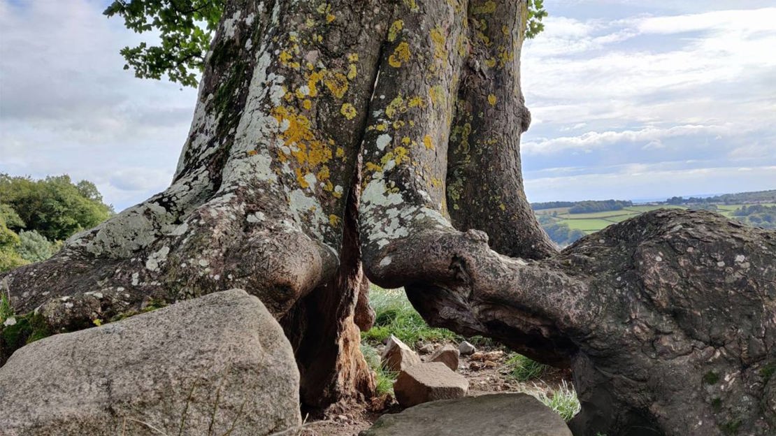 Old, twisted tree trunk with hole through the middle.