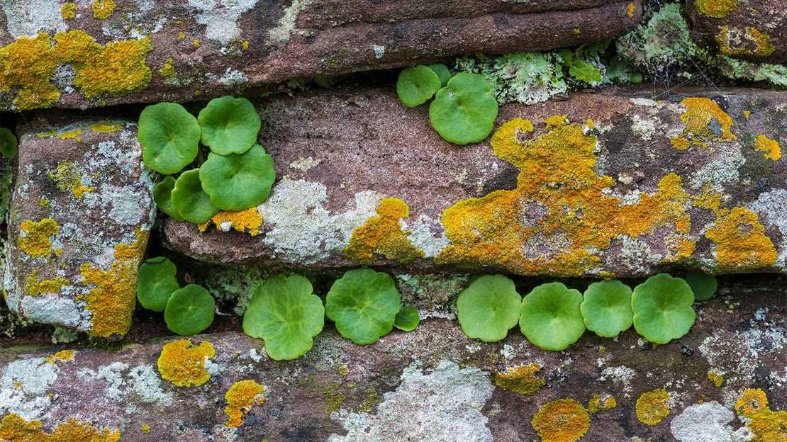 Several navelwort leaves poking out of a crack in a wall.