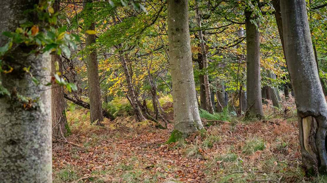 Autumn in Gillian's Wood