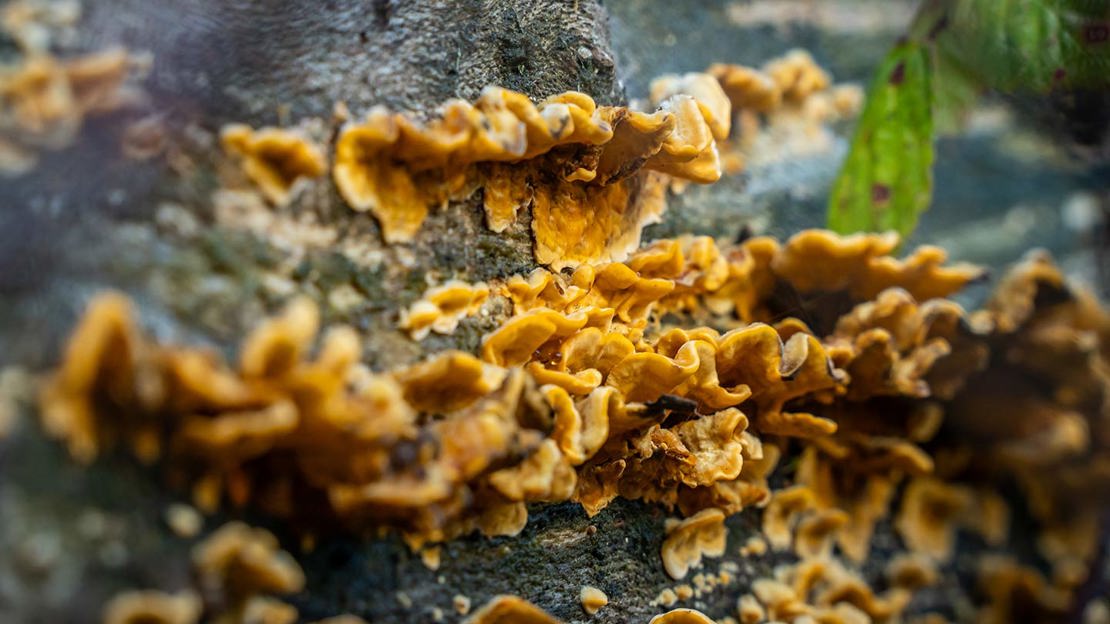 Fungi growing on deadwood in Gillian's Wood