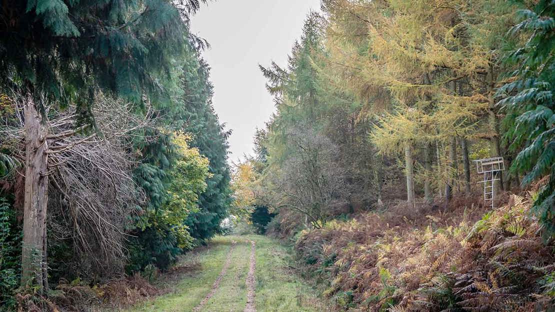 Path in Gillian's Wood