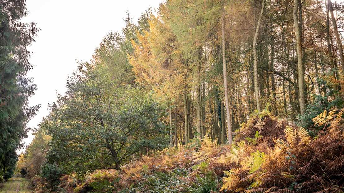 Trees along a path in Gillian's Wood