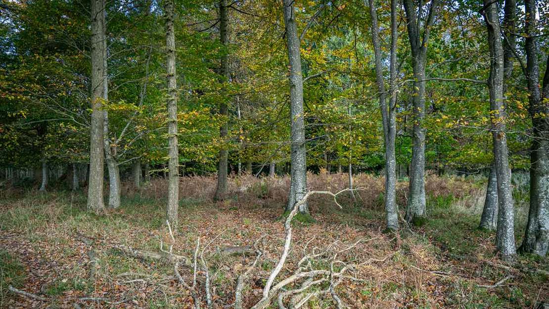 Trees in Gillian's Wood