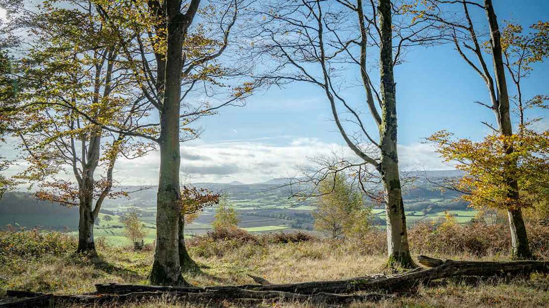Views from Gillian's Wood