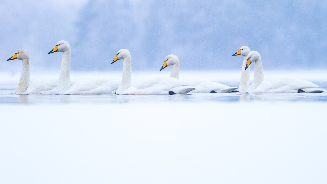 A group of six whooper swans swimming across water in the snow. The background is coated in snow, which is reflecting bright white in the water.