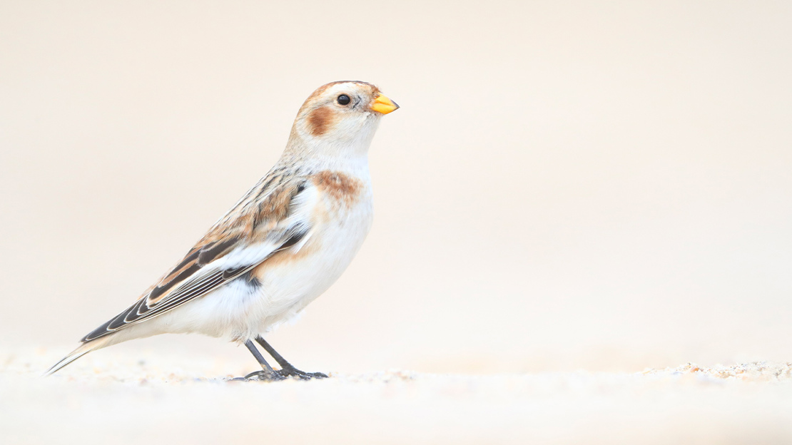 A snow bunting standing to attention on fine sand against a pale, wintery background. It has lovely buff patches on its white feathers.