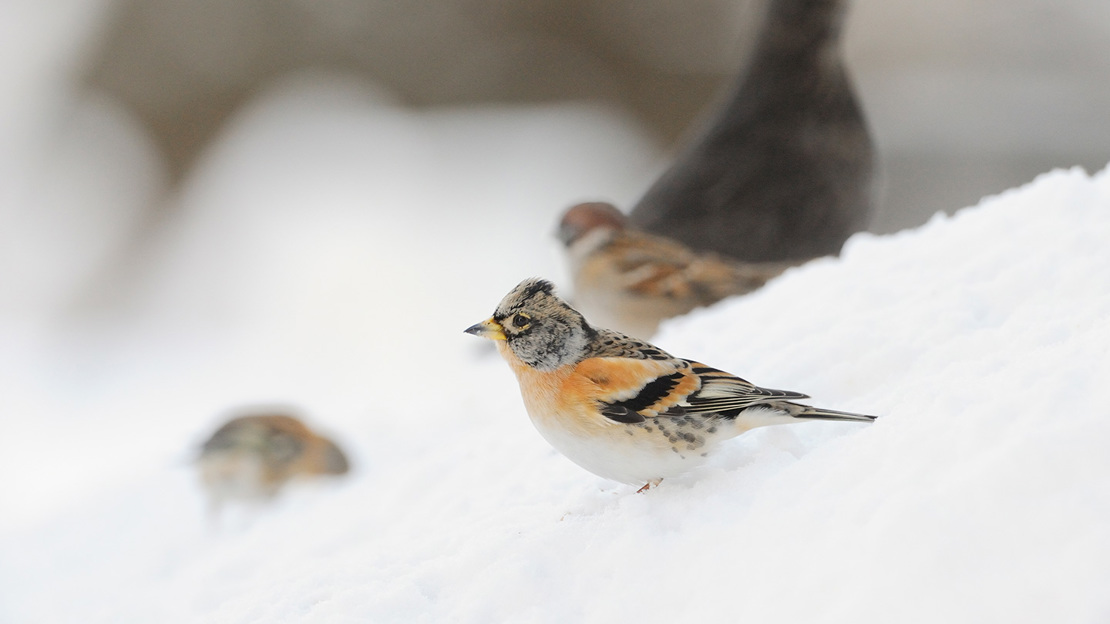 A brambling with a bright orange chest and dark mottled face standing on snow. There is a blurred blackbird and sparrow in the background