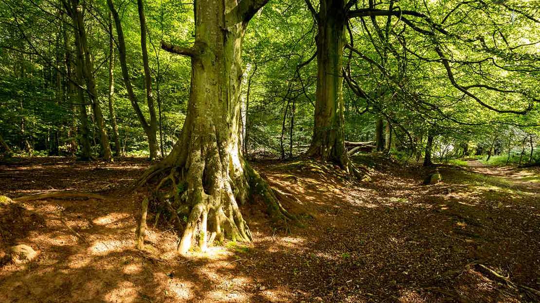 Mature Trees At Huntly Wood