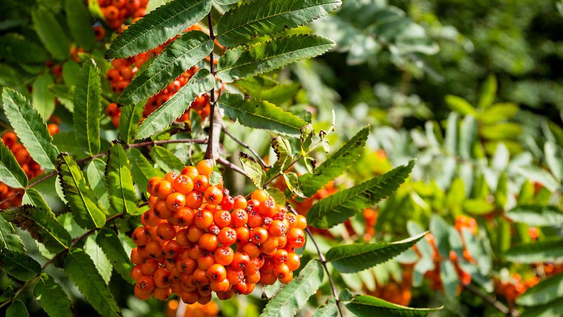 Rowan Berries At Huntly Wood