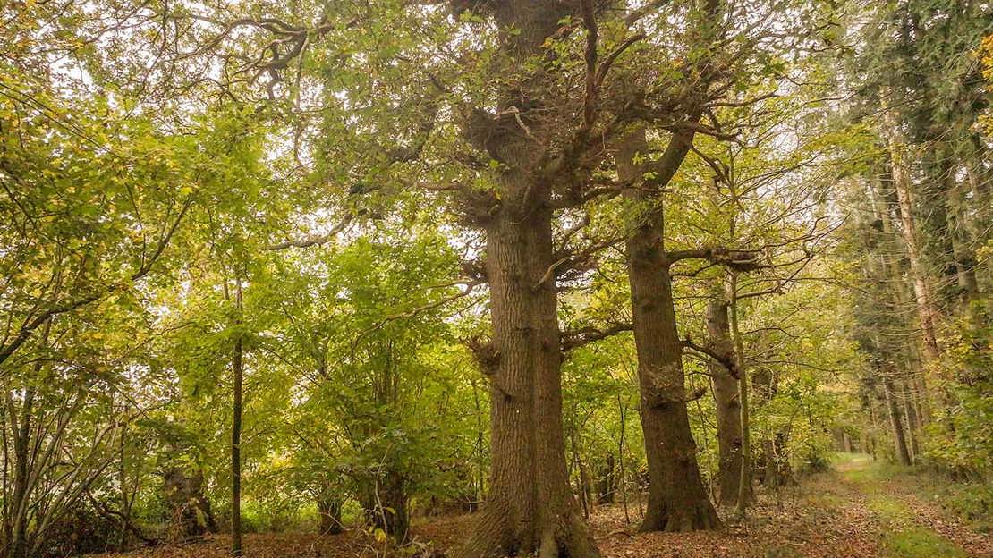 Row of large broadleaf trees with leafy foliage standing amongst surrounding woodland.