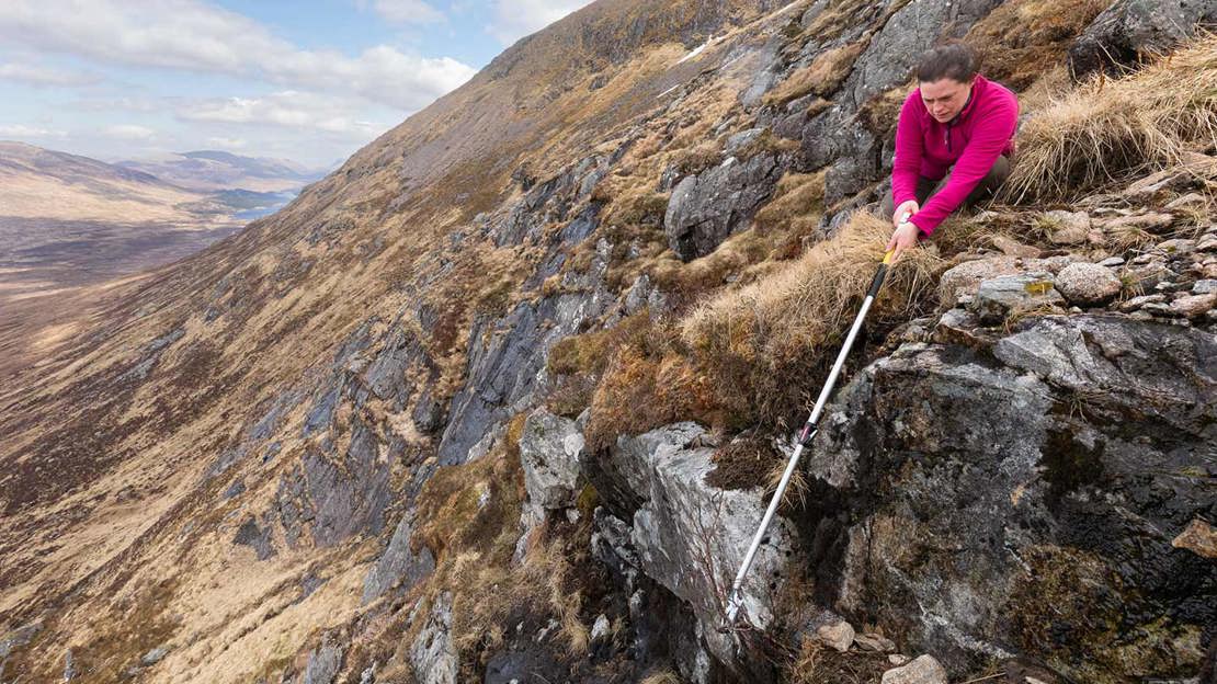 Person balanced on barren mountainside collecting tree cutting with extendable tool.