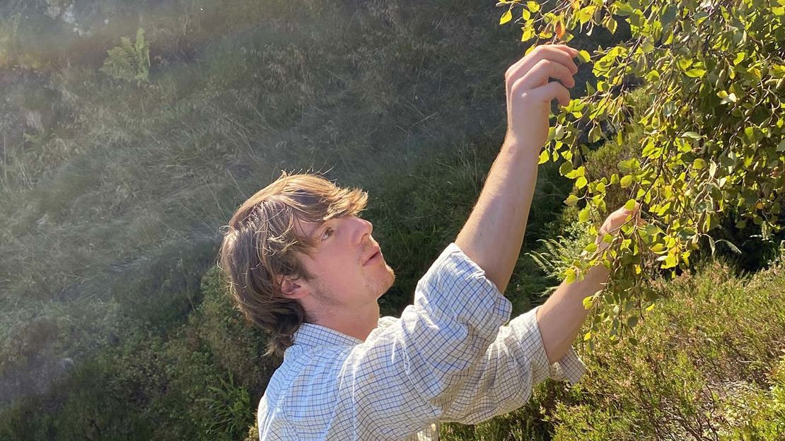 Person examining the leaves of a tree in bright sunlight.