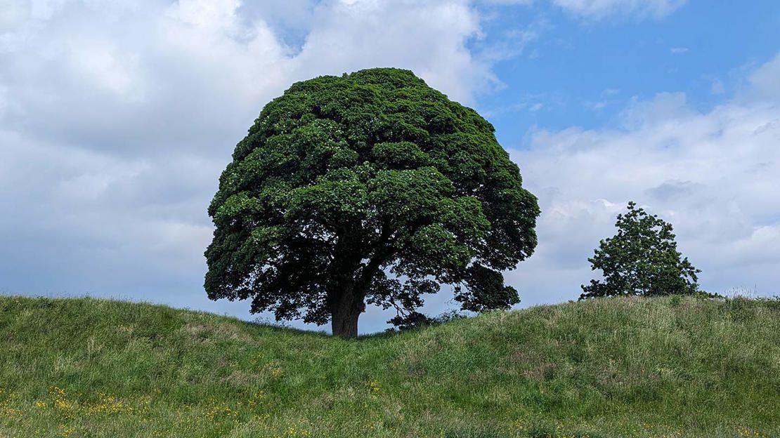 A lone tree standing on a grassy hill with a cloudy sky behind.