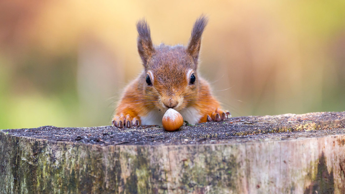 Red squirrel looking at a hazelnut on a tree stump