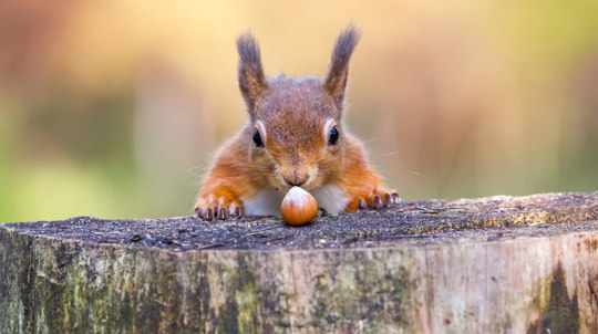 Red squirrel looking at a hazelnut on a tree stump