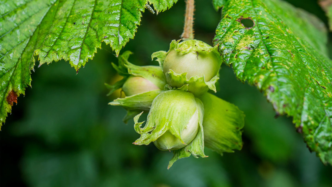 Young Hazelnuts