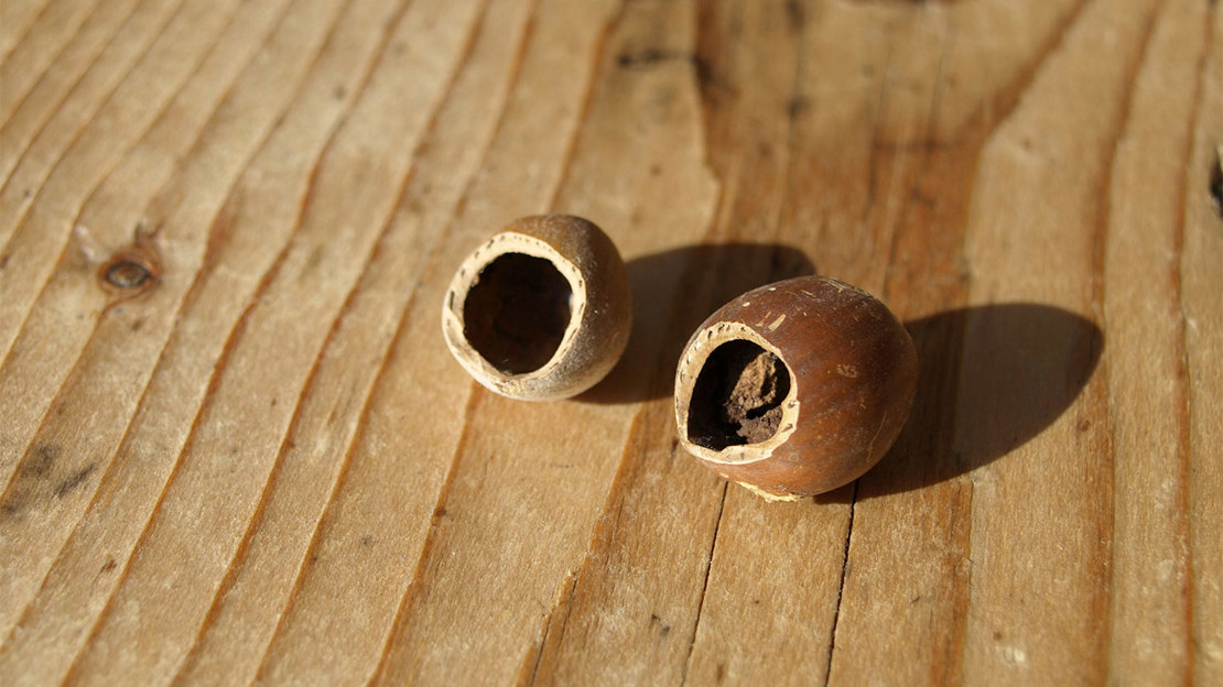 Hazelnut Shell With Round Nibble Hole From Dormouse