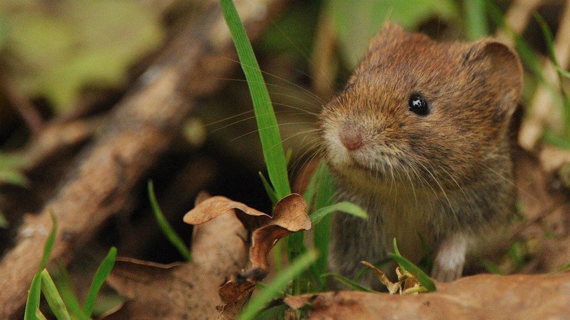 Bank Vole Myodes Glareolus Woodland Trust bank-vole-myodes-glareolus-woodland-trust