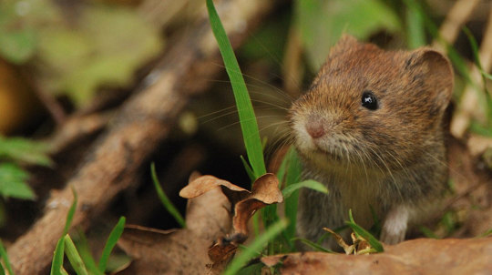 Bank vole showing close up of head