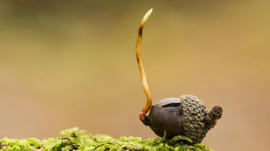 Germinating Common Oak Acorn